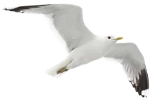 moeve-png.webp